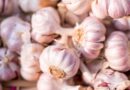 High-Yielding Garlic Varieties for Indian Farmers