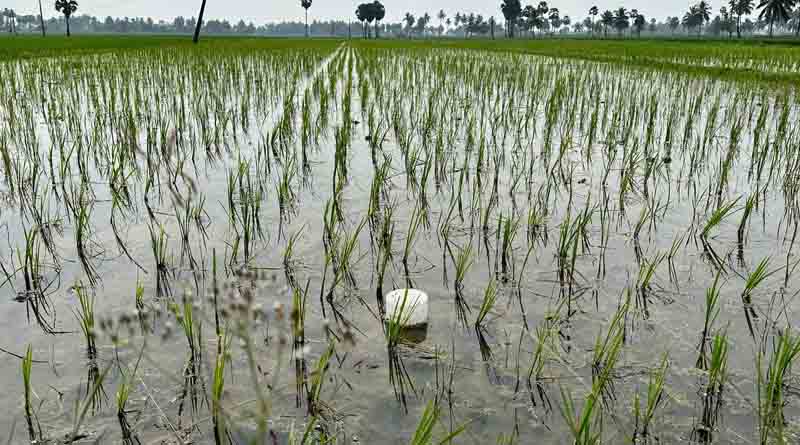 nurture.farm kickstarts its Sustainable Rice Program for Rabi 2023