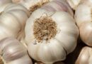 Recommended fertilizer dose for high-yielding garlic crop