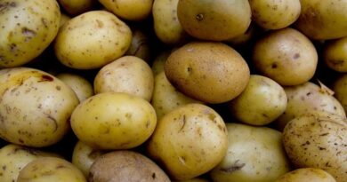 FAO welcomes decision to celebrate International Day of Potato annually on May 30