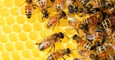 Haryana Agricultural University and Indian Oil Corporation to assist farmers in establishing Beekeeping for Self-Employment