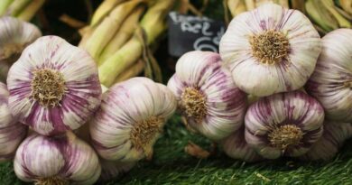 How to use chemical and organic fertilizer ratio in garlic at 50% and 70%