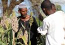 The Sudan: Escalating conflict and persistent economic decline deepen food security crisis