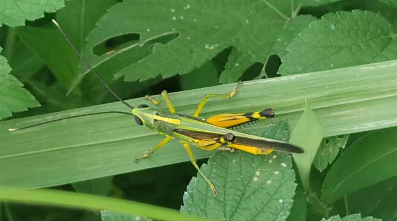 CABI contributes to study which reveals yellow-spined bamboo locust prefers wheat and rice to maize