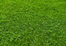 Microclover® – the tiny friend of challenged turf managers