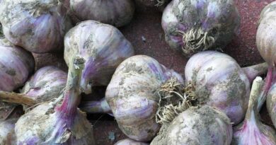 How to control thrips in Garlic Crop