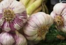 How to control Purple Blotch and Stemphylium Blight in Garlic Crop