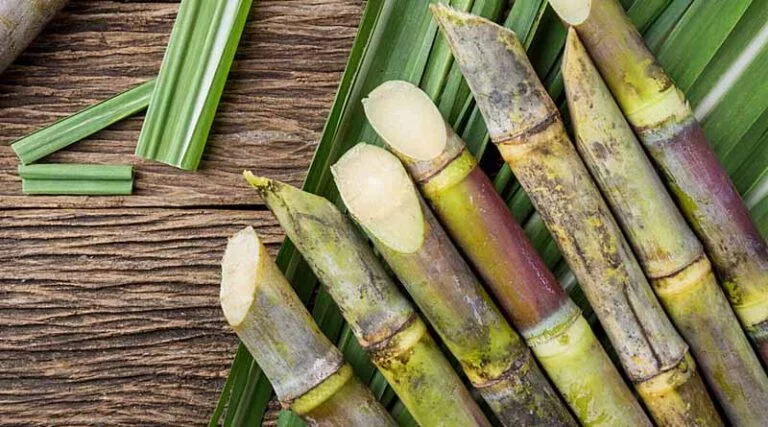 India’s sugar sector upbeat as Maharashtra, Karnataka report increase in cane yield, sugar production