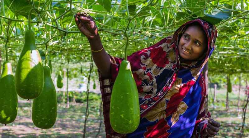Digital innovation: integrating PlantwisePlus digital tools in Bangladesh