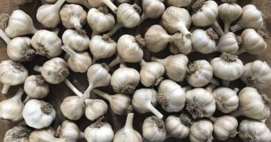 High-Yielding Garlic Varieties for Madhya Pradesh and Maharashtra Farmers