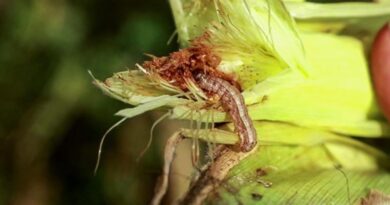 CABI empowers farmers in Kenya on a cost-efficient, sustainable, and promising alternative for fall armyworm management