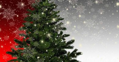 Silver fly could reduce pest threat to Europe’s €1.5bn Christmas tree industry