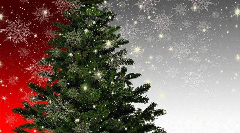Silver fly could reduce pest threat to Europe’s €1.5bn Christmas tree industry