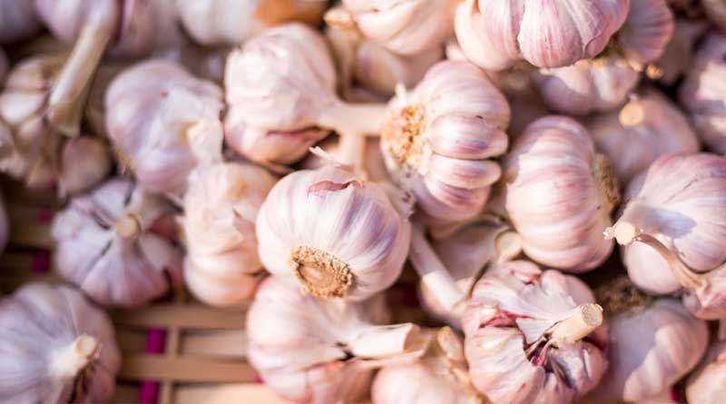 High-Yielding Garlic Varieties for Farmers in Haryana, Punjab, Uttarakhand, Jammu, Himachal Pradesh, Uttar Pradesh, Rajasthan and Bihar