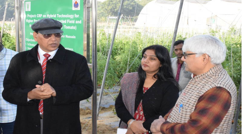IARI Organizes Field Day to Demonstrate Protected, Open-field Tomato Varieties & Hybrids