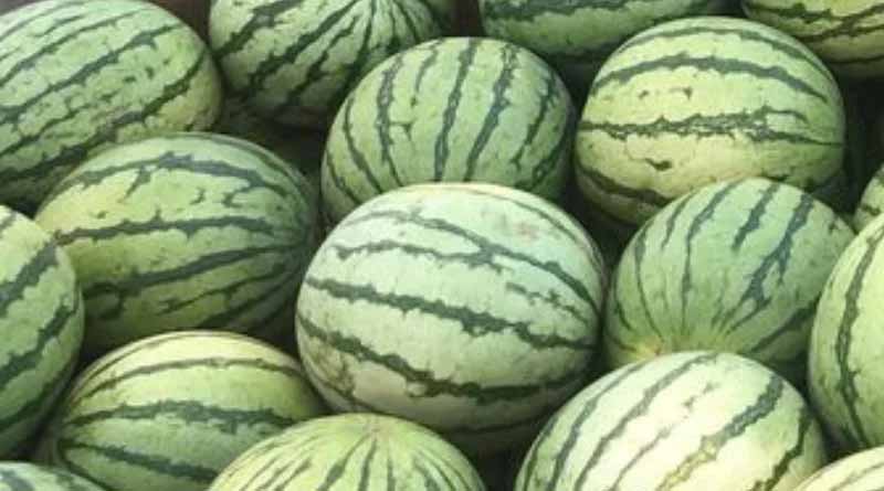 Crafting Watermelons that Maintain High Yield Potential and Meet Consumer Demand
