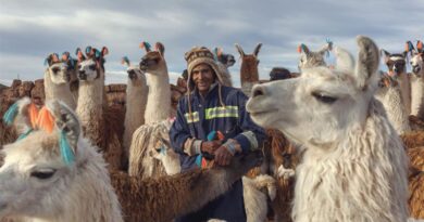 Camelids take centre stage: FAO launches International Year to recognize their global impact