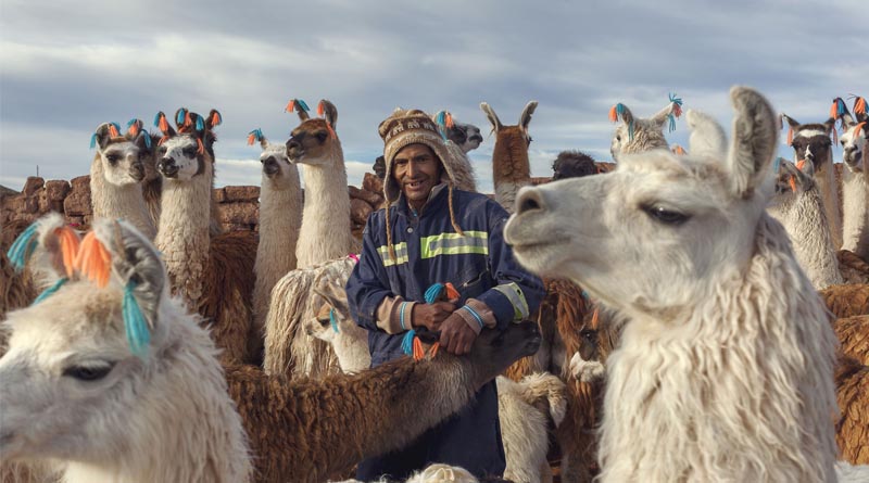 Camelids take centre stage: FAO launches International Year to recognize their global impact