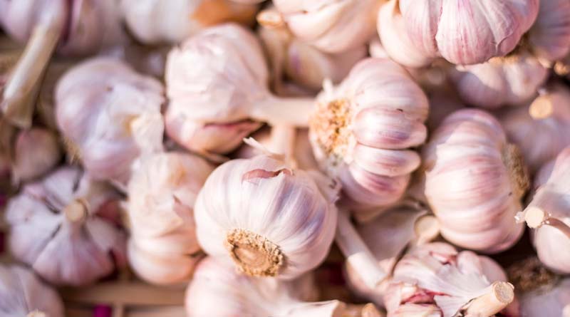 High-Yielding Garlic Varieties for Indian Farmers