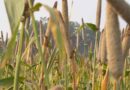 Forgotten millet should solve India's rice problem, 'resistant to diverse climate'