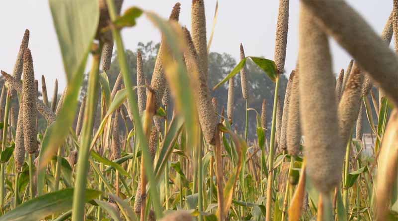 Forgotten millet should solve India's rice problem, 'resistant to diverse climate'