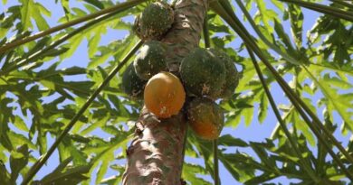 Scaling up the fight against papaya mealybug pest in South Sudan