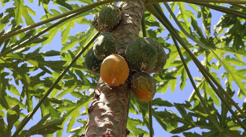 Scaling up the fight against papaya mealybug pest in South Sudan