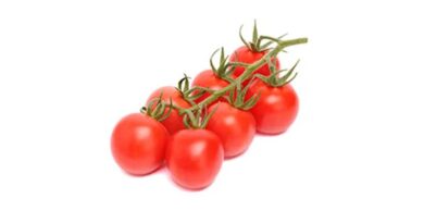 Results from our ToBRFV-resistant tomato varieties exceed expectations