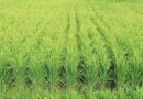 Stabilizing Agricultural output