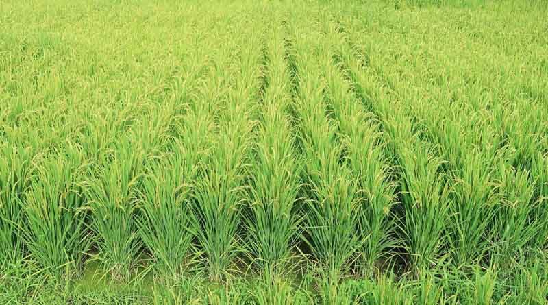 Stabilizing Agricultural output