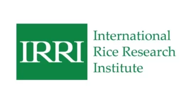 IRRI is leveraging AI to secure food and nutrition security for current and future generations