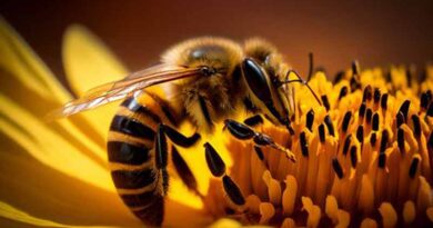 Apiculture Market is projected to reach US$ 15.3 Billion by 2032 |Fact.MR