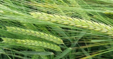 Get your spring barley off to a good start this spring