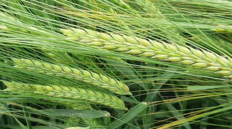 Get your spring barley off to a good start this spring