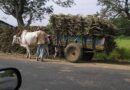Sugarcane crushing in Haryana to reach 416 lakh quintals in 2023-24: Cooperative Minister