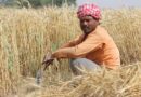 Use of Nano Urea decreases Wheat yield by 20%: PAU