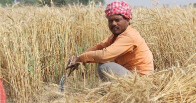 Use of Nano Urea decreases Wheat yield by 20%: PAU