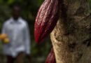 Incentivizing Site-Specific Agronomic Management Of Smallholder Cocoa Farms