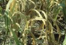 Combatting maize lethal necrosis in Zimbabwe