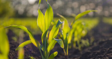 Certis biologicals launches convergence™ biofungicide, a powerful crop protection solution for corn, soybeans and peanuts