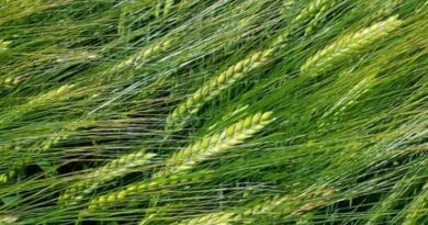 Choosing a dependable spring barley variety that delivers in all seasons