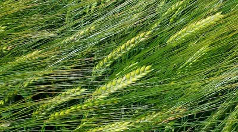 Choosing a dependable spring barley variety that delivers in all seasons