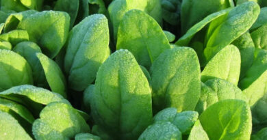Protect Spinach All Season Long