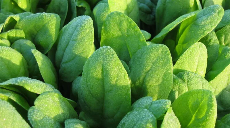 Protect Spinach All Season Long