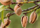 Cracking Open New Markets for California Almonds