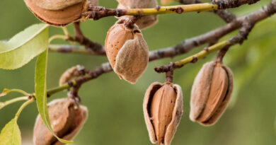Cracking Open New Markets for California Almonds