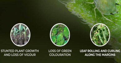 Best practices for protecting crops from Aphid Infestation