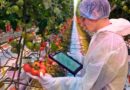 AI Accelerates Tomato Research Faster, Provides More Data to Growers