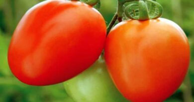 Abhinav Tomato: A Versatile Variety by Syngenta