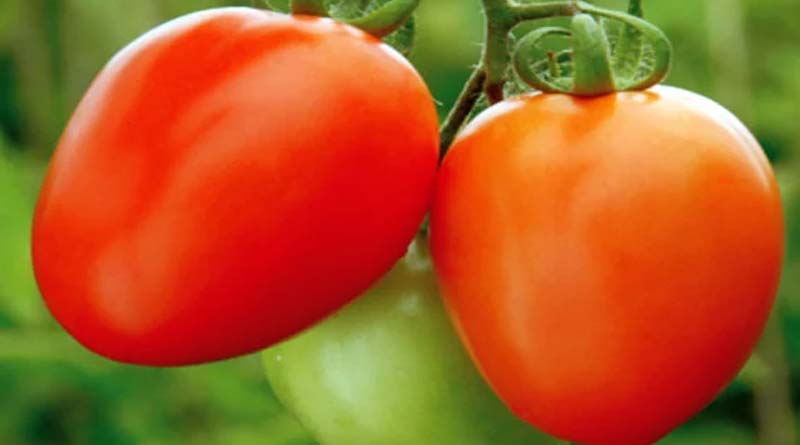 Abhinav Tomato: A Versatile Variety by Syngenta